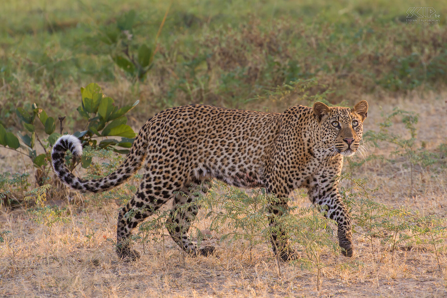 South Luangwa - Luipaard Dit mannelijke luipaard was op zoek naar een gewonde nijlvaraan die uit een boom was gevallen. Stefan Cruysberghs